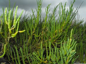 The By law enforcement officer is not going to go along with this kind of grass on the boulevard in front of your house. The By law enforcement officer is not going to go along with this kind of grass on the boulevard in front of your house.