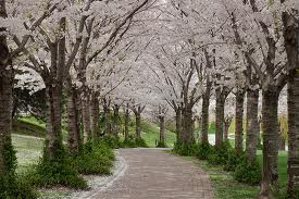 Itabashi Japan - trees Spring trees will bloom in Itabashi, Japan and hopefully in Burlington as well.