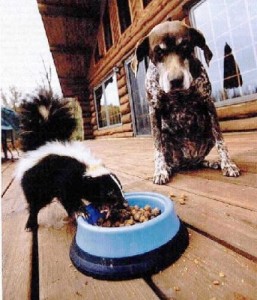 City wants you to think about feeding “nuisance” animals.