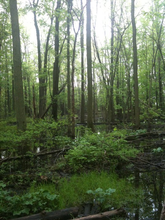 Nemo wet woodlands The escarpment is a source of water for the community and refreshes Lake Ontario. The flow of that water is a vital part of the local ecology –and quarries interrupt those flows. That is what the Nelson aggregate hearings are all about.