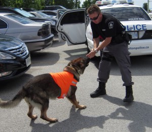 Cst Mitchell with police dog Juno being trained. Another police dog, Storm, was used in the drug raid in east end Burlington.