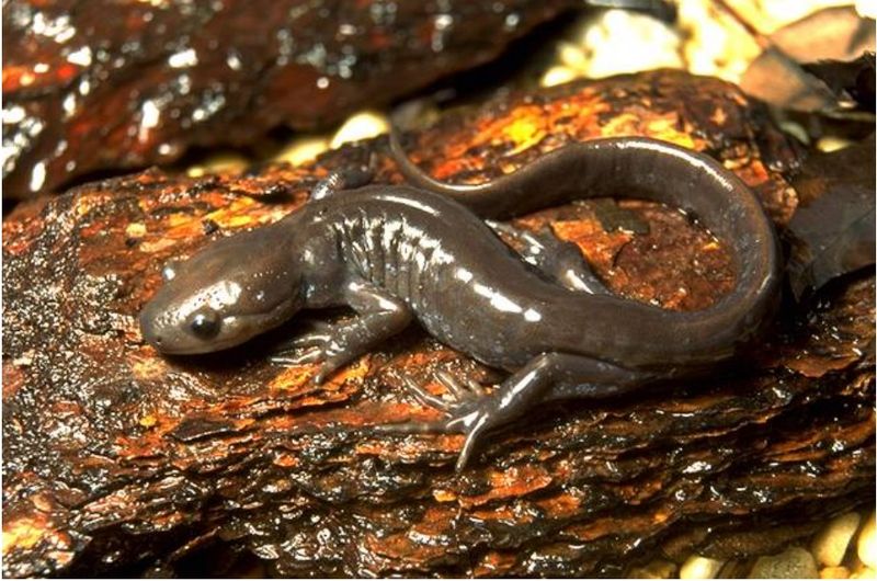 He isn't exactly pretty but nevertheless plays an important role in the local environment. Comes in different colours as well.