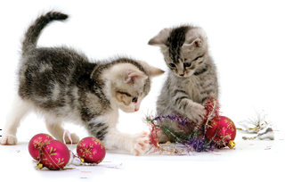 How did these guys get those balls off the Christmas tree?