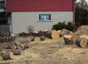 Tree stumps Guelph south of woodward east side