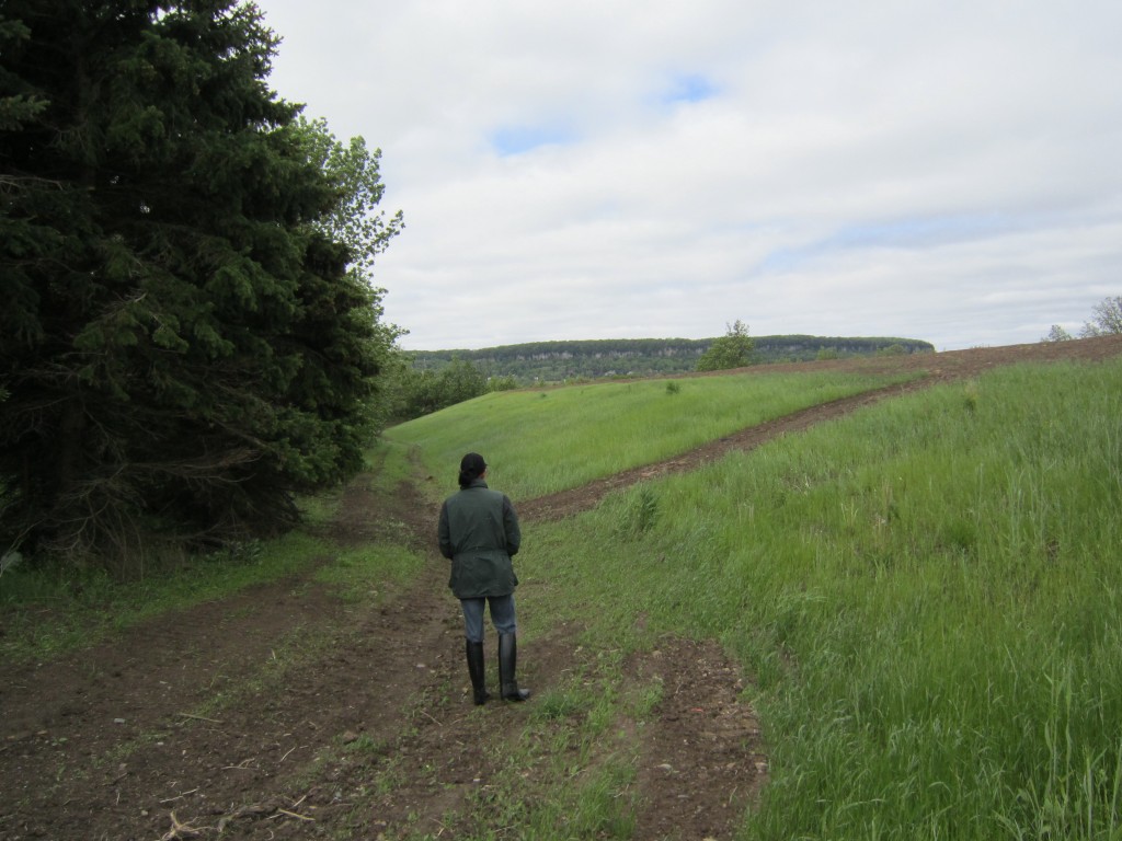 This is the hill that has been built on the north side of the property.  There was a time when Sheldon could see Rattle Snake Point from her kitchen window - today - she looks at a pile of landfill - that has never been tested.
