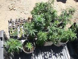Marijuana plants
