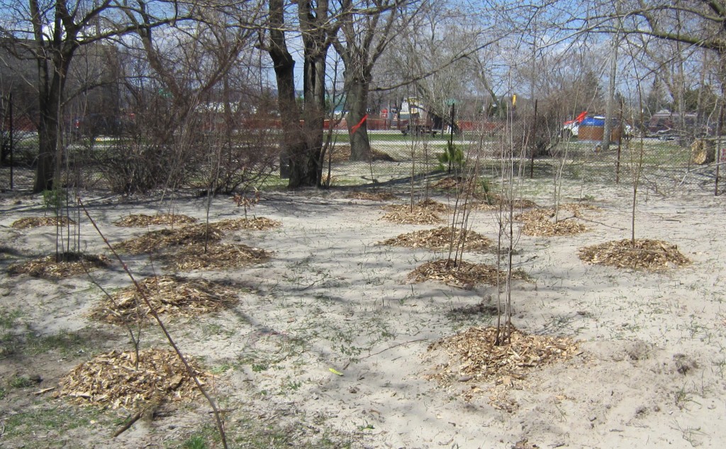 GreenUp trees in Beachway