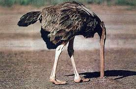 Ostrich with head in sand