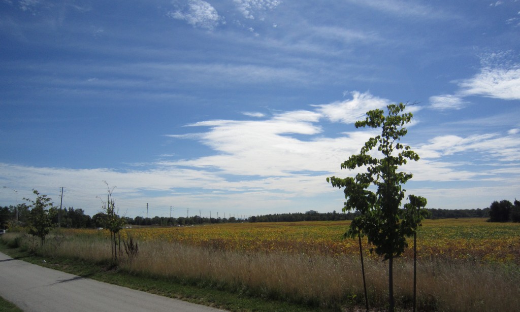Bronte MeAdows - BurlOak side