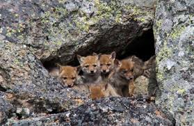 Coyote pups