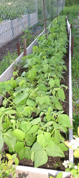 Green beans - row