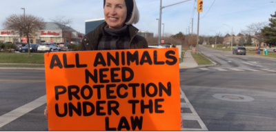 Pig protester killed