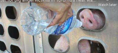 pigs being watered