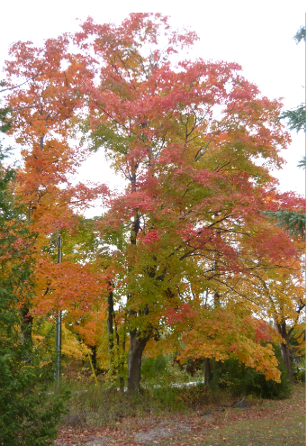 Fall colours Oct 20