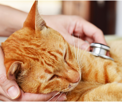 sick cat