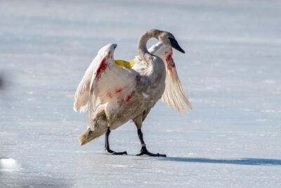 swan Wing Damage 2