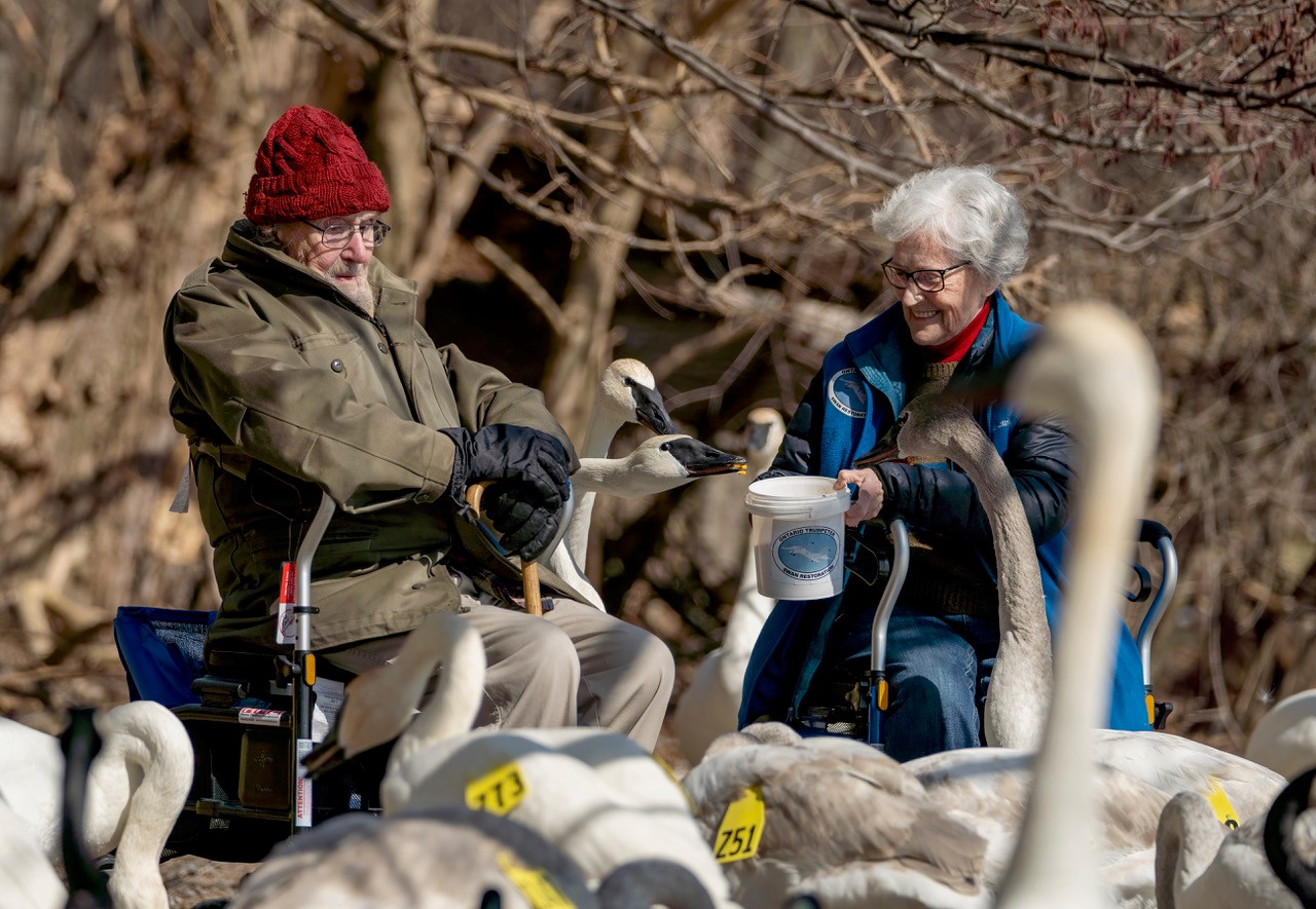 swans and bev