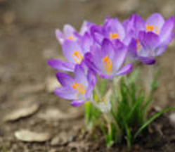 crocus