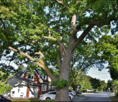 Brant property tree on Allview in Aldershot