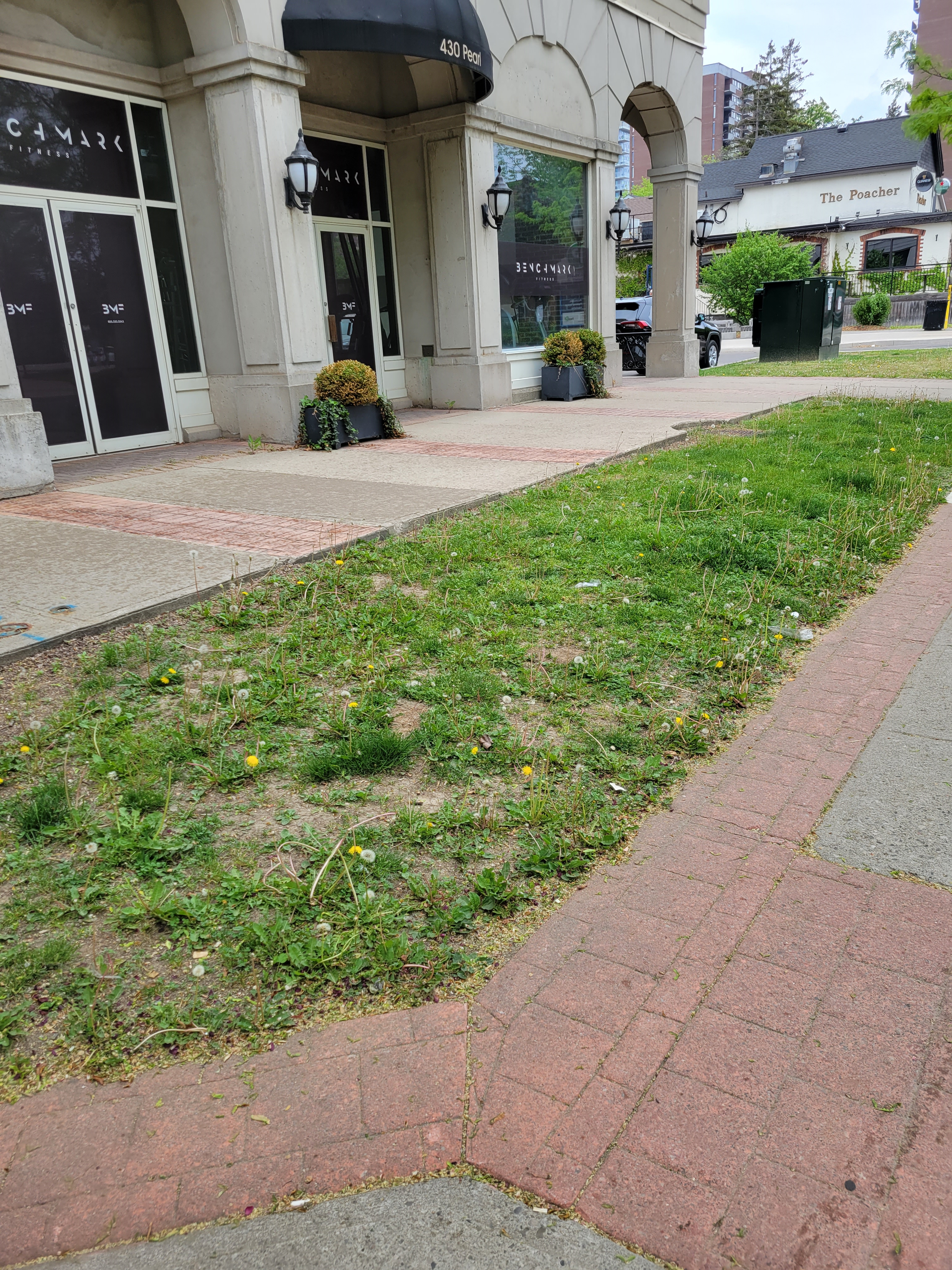 Vill Sq patchy grass