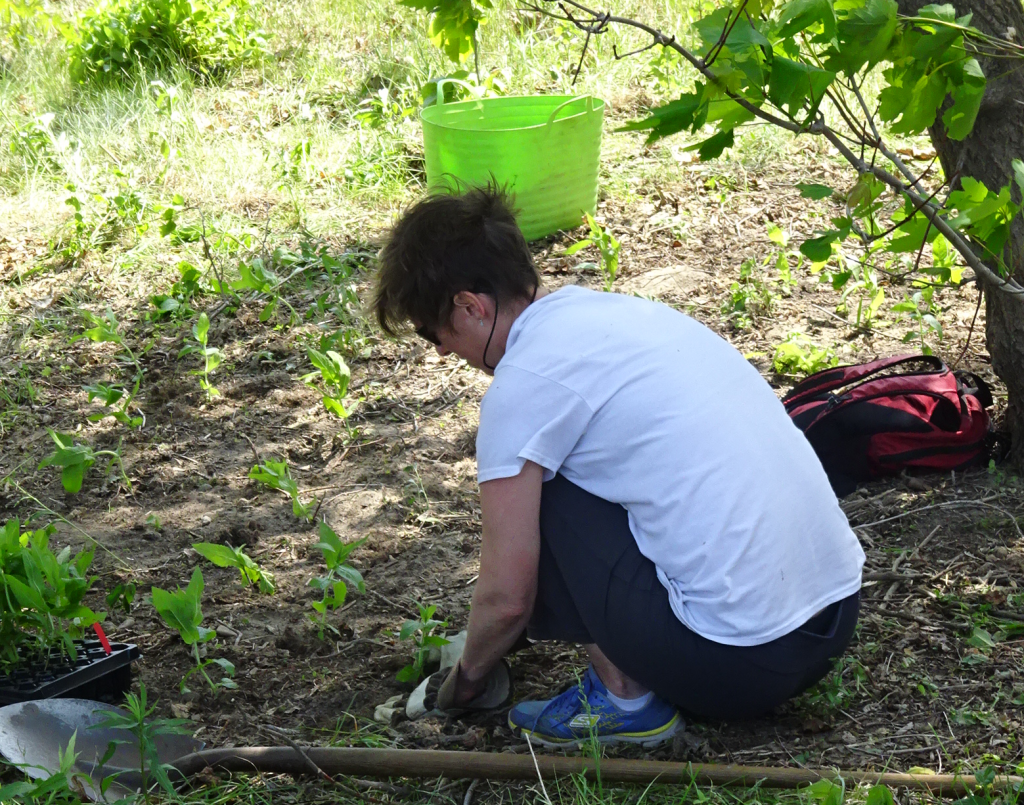 BG tree planter