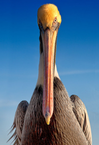 big-bird