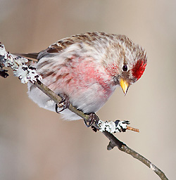Bird count Common Redpole