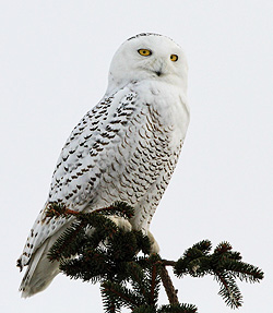 Bird count Snowy owl bird count