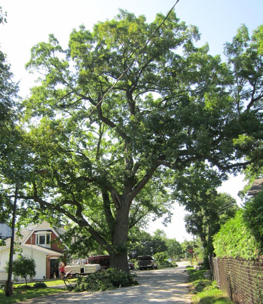 brant-oak-on-allview-july-2013-887x1024