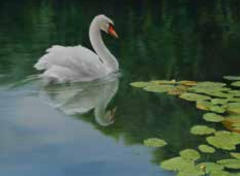 Brian Darcy - swan