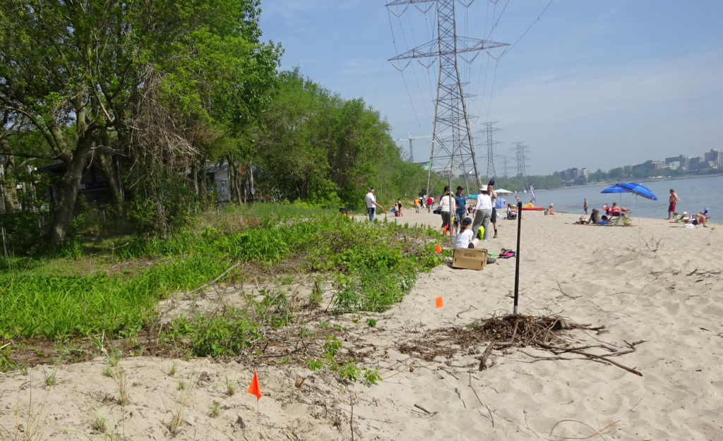 Burlington Green - invasive removed - waters edge