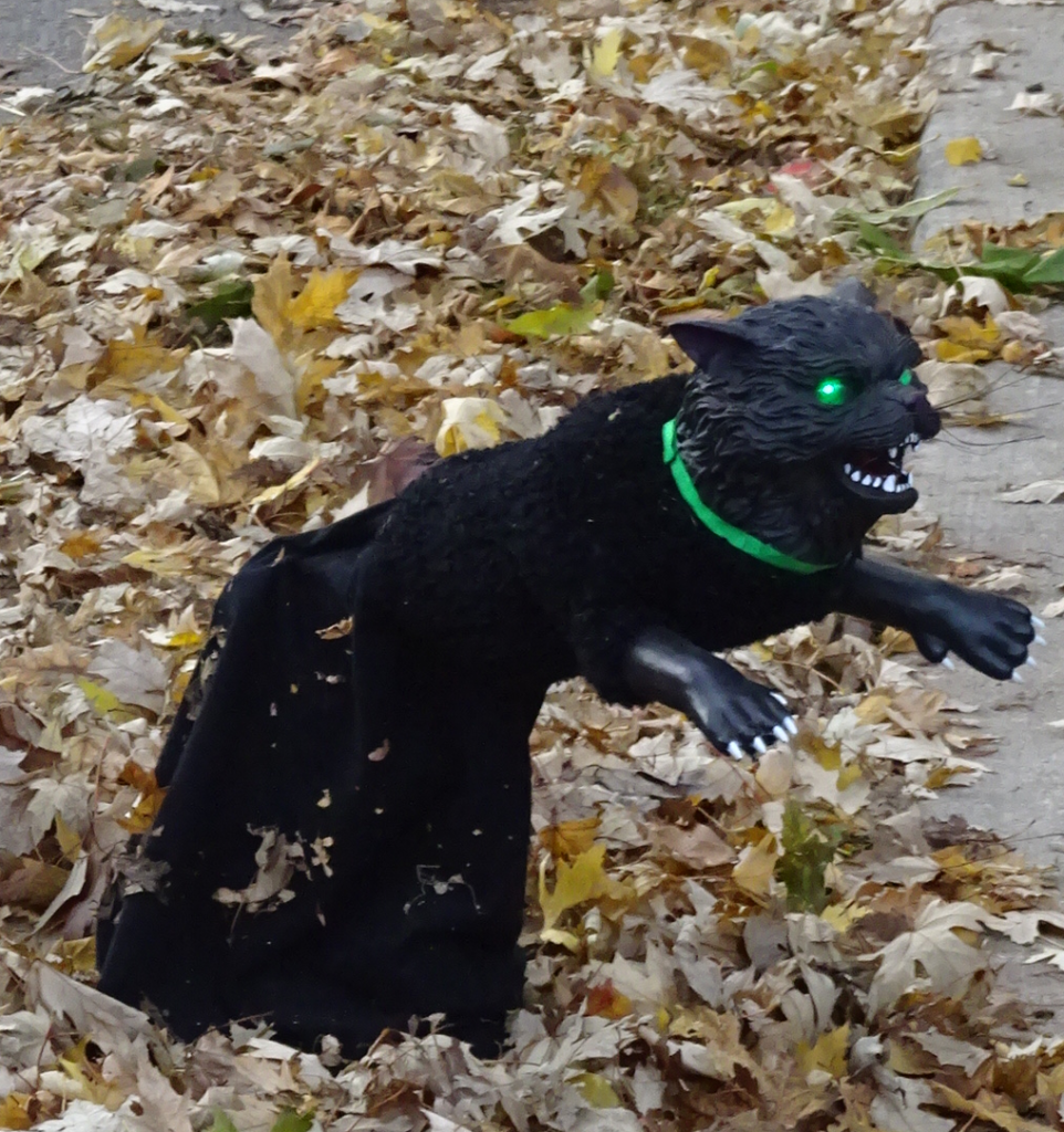 cat-green-eyes
