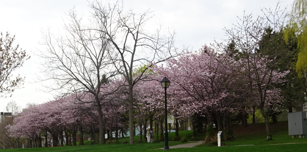 Cherry Blossom trees