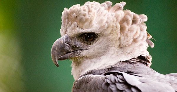 Cornell bird