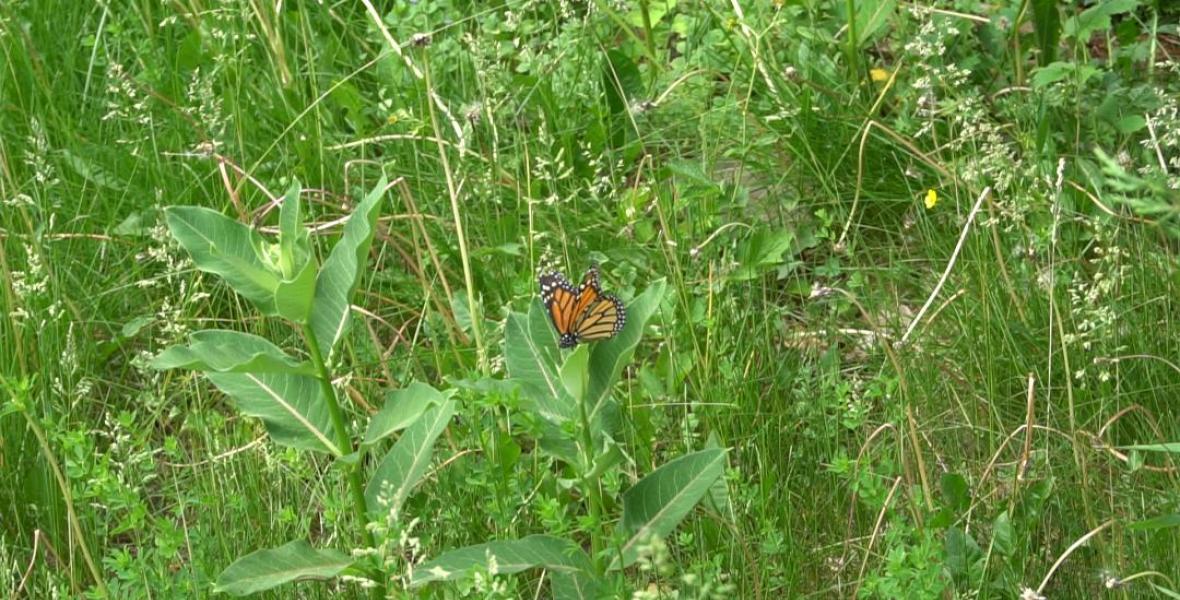 Doreen article pic - Altheia's milkweed