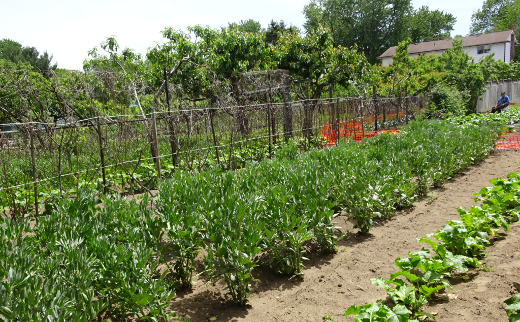 Garden - New Street #1