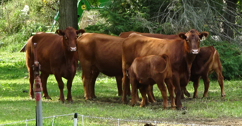 haac-richardson-red-angus