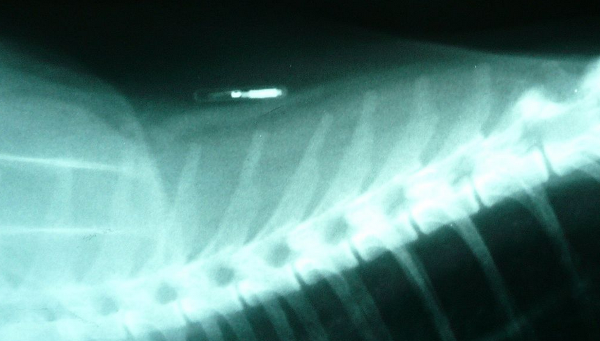 Microchip in a cat