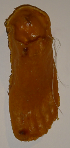 NV body part - foot