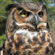 Owl close up