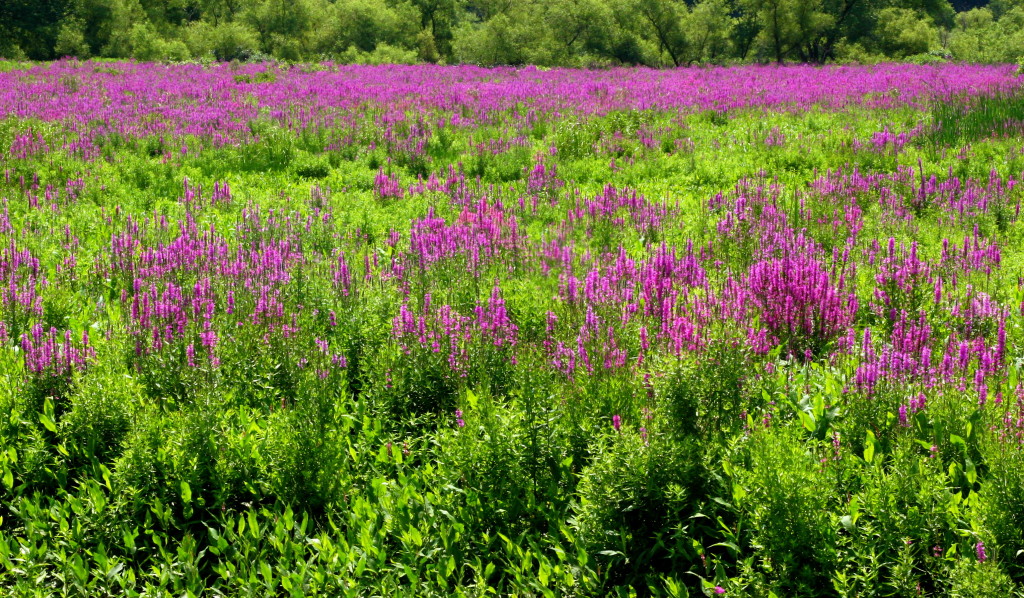 Purple_loosestrife,_Concord,_Massachusetts