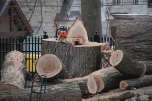 Roseland Woodland tree down with saw #2