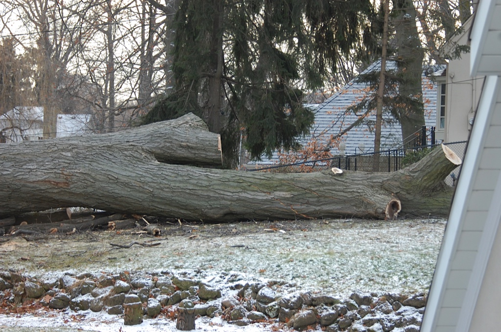 Roseland woodland tree - full trunk