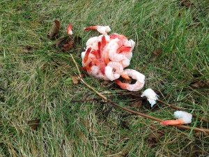 Shrimp - Gottlob