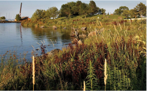 Slope nourishment Living shoreline