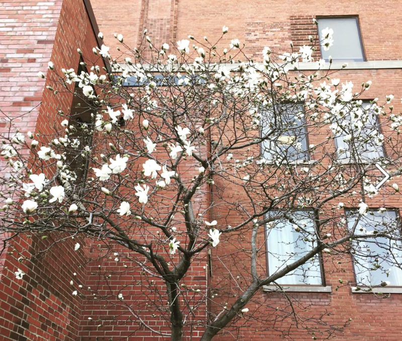 Spring buds Valerie Woods Sawyer