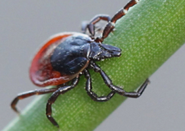 Ticks