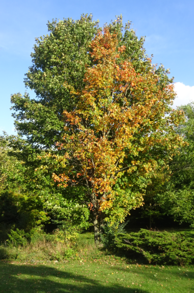 Tree - Thanksgiving