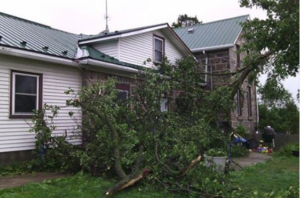 Tree down august weather