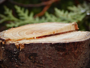 Tree stump A